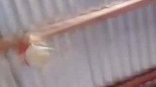 2024-12-25-010101 LHzia ID: 4222346 Papaya Live